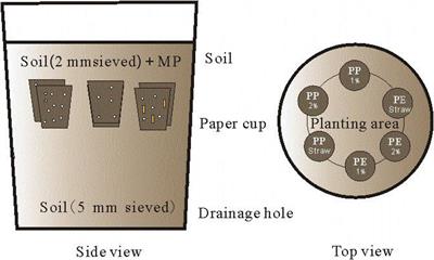 Crops Change the Morphology, Abundance, and Mass of Microplastics in Mollisols of Northeast China